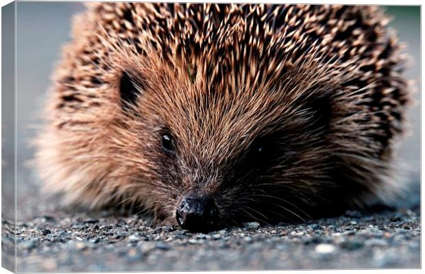 Little Wandering Visitor Canvas Print by Anne Macdonald