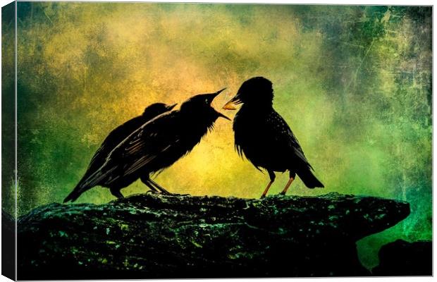 Mother Starling Feeding Young Canvas Print by Anne Macdonald