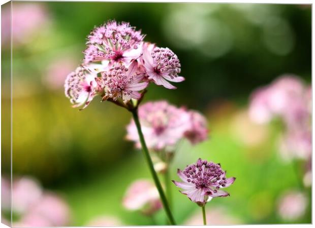 Pink Astrantia Flower Canvas Print by Anne Macdonald