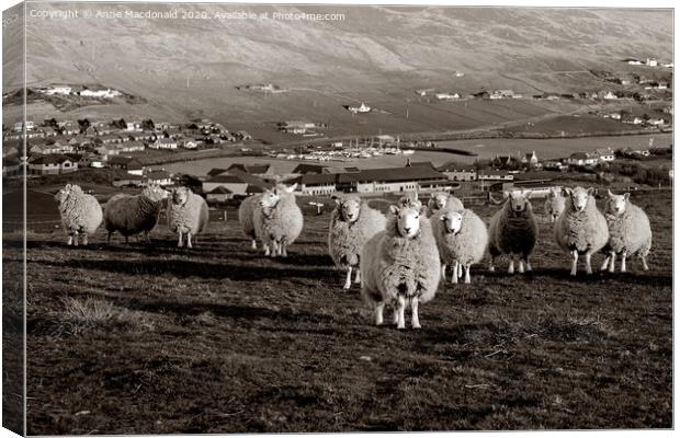 Stalked By Sheep On The Hill Canvas Print by Anne Macdonald