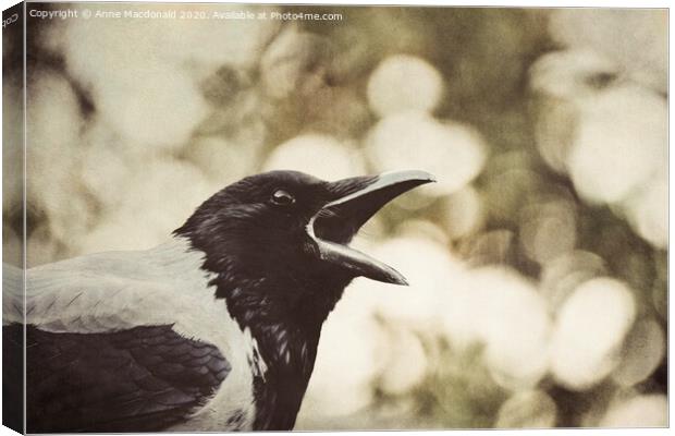 Open Wide - Hooded Crow Yawning Canvas Print by Anne Macdonald