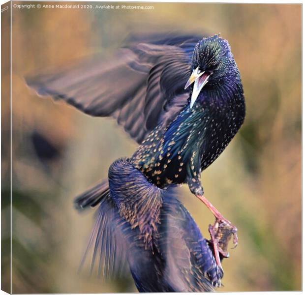 Two Squabbling Starlings Canvas Print by Anne Macdonald