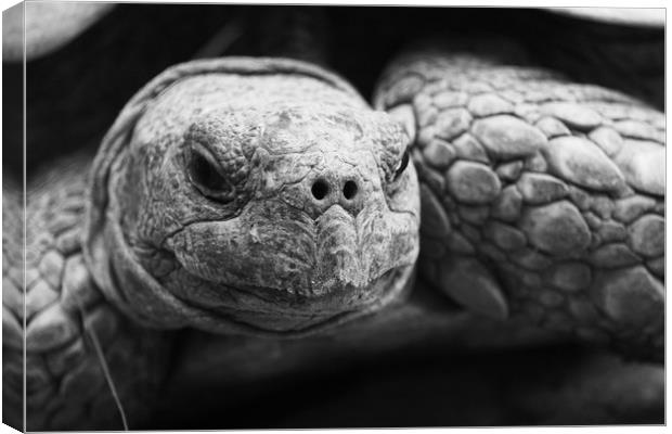 Tortoise Canvas Print by Georgie Lilly