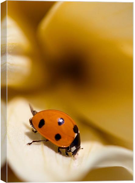 Ladybird on leaf Canvas Print by Martin Doheny