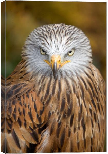Red kite close up Canvas Print by Martin Doheny