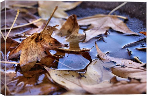 Autumn is Beginning Canvas Print by Richard Peche