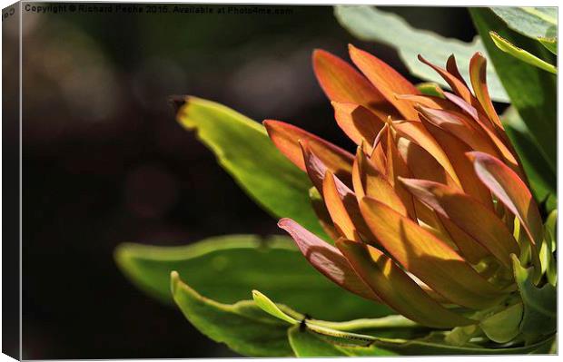  Protea in the Drakensberg Canvas Print by Richard Peche