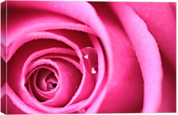 Tear from a Rose Canvas Print by Terry Carter