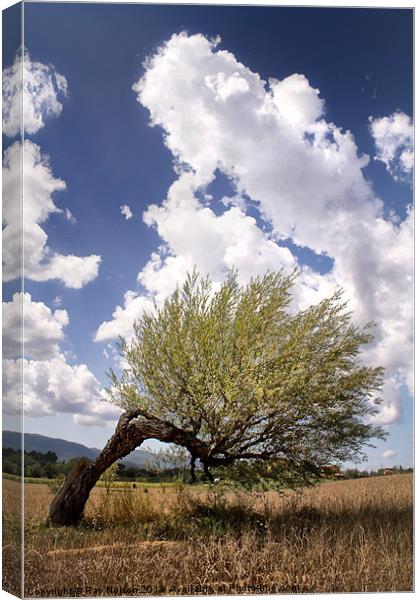Tuscan Tree Canvas Print by Ray Nelson