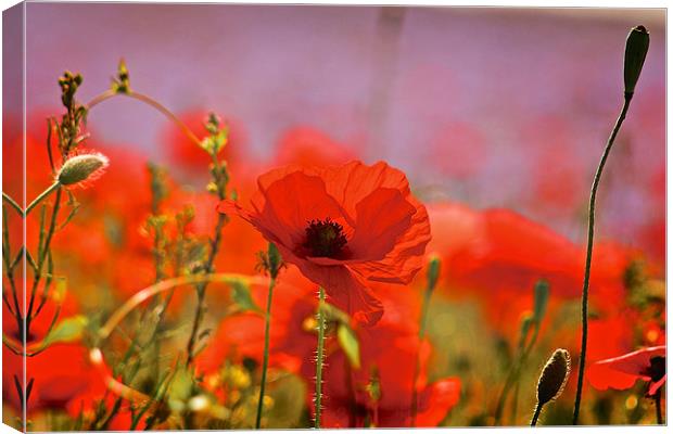 Poppy Field Close Up Canvas Print by Ray Nelson