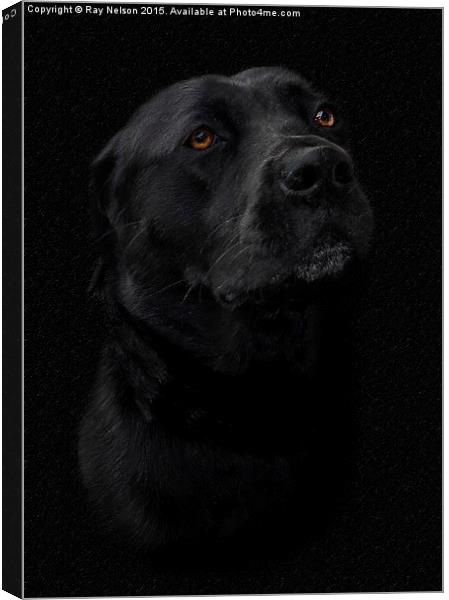  Black Labrador in Chalk Canvas Print by Ray Nelson