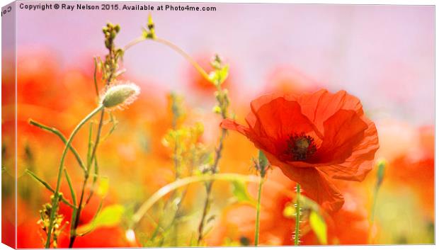  Poppy in Focus Canvas Print by Ray Nelson