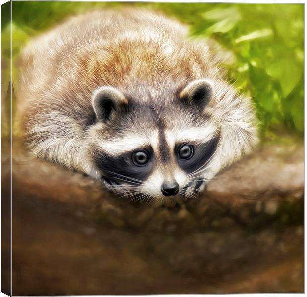 jonny the cute raccoon Canvas Print by Silvio Schoisswohl