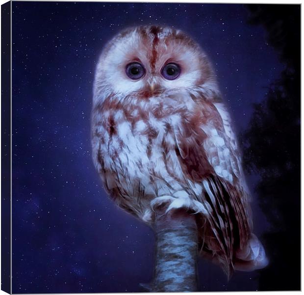 cute little screech owl Canvas Print by Silvio Schoisswohl