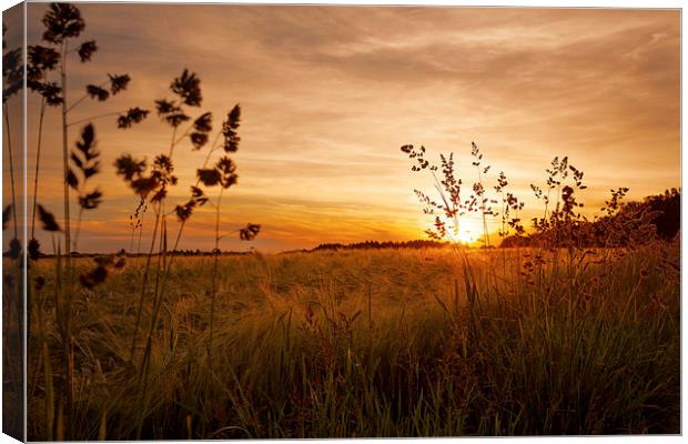 grainfield Canvas Print by Silvio Schoisswohl