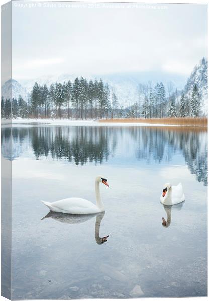  winter swan lake Canvas Print by Silvio Schoisswohl