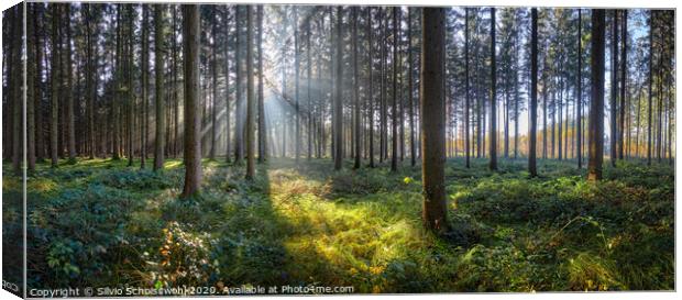Sunny Forest Canvas Print by Silvio Schoisswohl