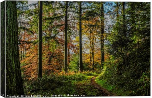 Autumnal Walk Through Beaumont's Woods Canvas Print by Frank Etchells