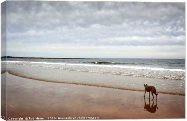 Dog on the beach. Canvas Print by Rob Howell