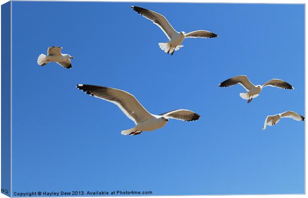 Golly Gosh Gullz! Canvas Print by Hayley Dew