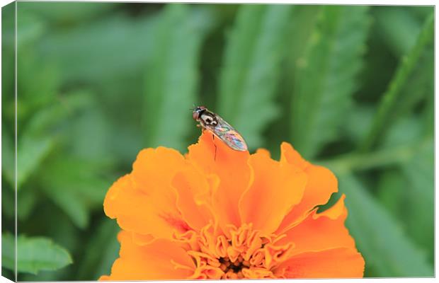 Flower Fly Canvas Print by Hayley Dew