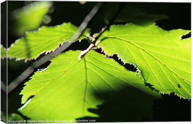 Light Leaf Canvas Print by Hayley Dew