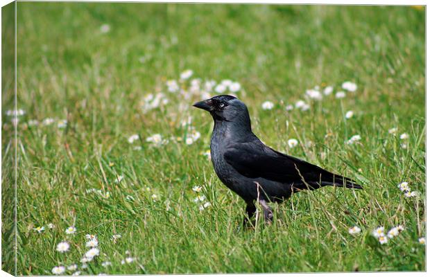 The Crow Canvas Print by Hayley Dew