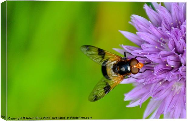 Buzzin Canvas Print by Adam Rice