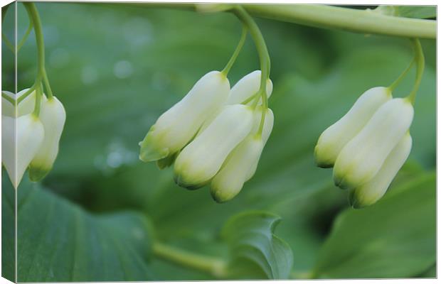 Flower pods Canvas Print by paul wheatley