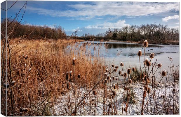 Frozen Wonderland at Waters Edge Canvas Print by P D