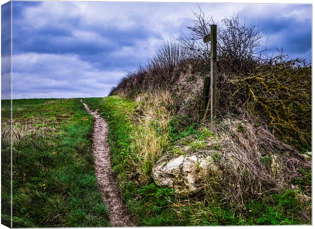 Serene Countryside Path Canvas Print by P D