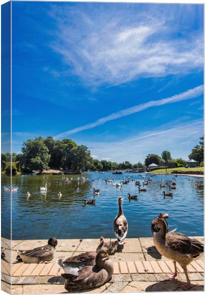 Serene Escape at Cleethorpes Boating Lake Canvas Print by P D