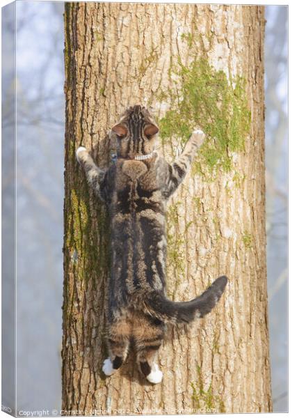Tabby Cat Spreadeagled on a Tree Canvas Print by Christine Kerioak