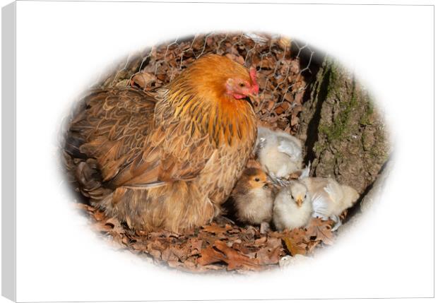 Hen and chicks Canvas Print by Christine Kerioak