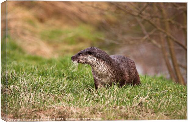 Young Otter Canvas Print by Christine Kerioak