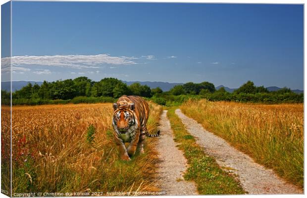 Tiger Padding Alongside Wheatfield Canvas Print by Christine Kerioak
