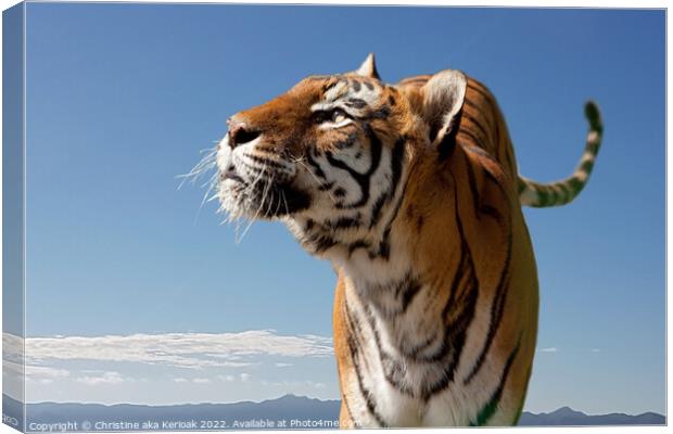 Bengal Tiger, looking up Canvas Print by Christine Kerioak