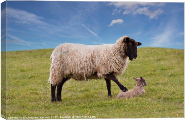 Get Up, Says this Mother to her Lamb Canvas Print by Christine Kerioak