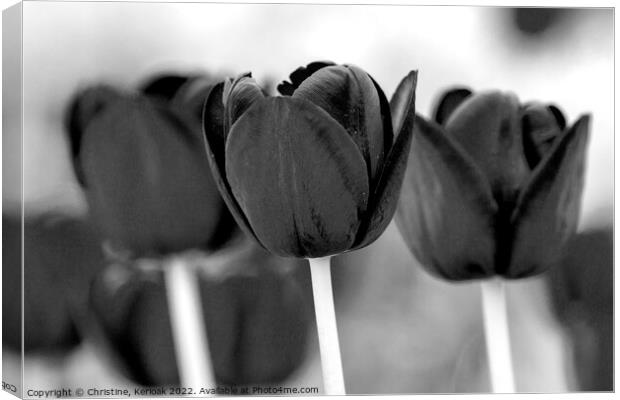 Three Black Tulips Canvas Print by Christine Kerioak
