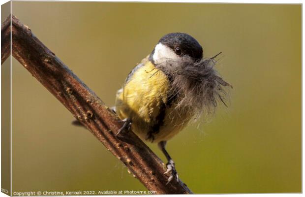 Great Tit Collecting Nesting Material Canvas Print by Christine Kerioak