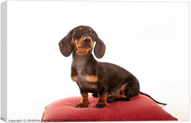 Dachshund Pup Sitting on Red Cushion Canvas Print by Christine Kerioak
