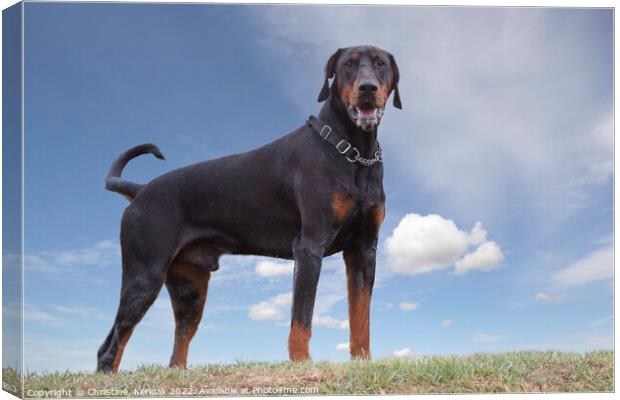 Dobermann Standing at the Top of a Grass Bank Canvas Print by Christine Kerioak