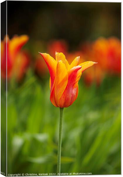 Red Orange and Yellow Tulip Canvas Print by Christine Kerioak