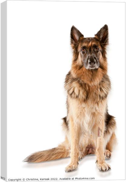 Sitting German Shepherd Dog Canvas Print by Christine Kerioak