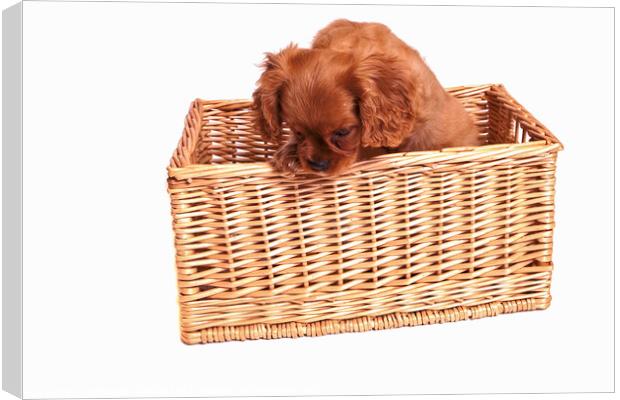 Cavalier King Charles Spaniel Puppy in a Basket  Canvas Print by Christine Kerioak