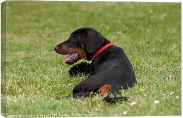 Dobermann Puppy, back view Canvas Print by Christine Kerioak