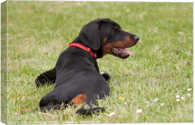 Dobermann Puppy with Toy Canvas Print by Christine Kerioak