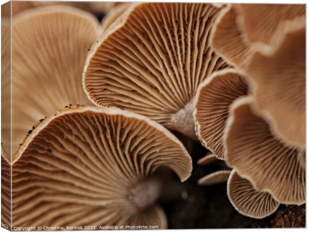Oyster Mushrooms from Underneath Canvas Print by Christine Kerioak