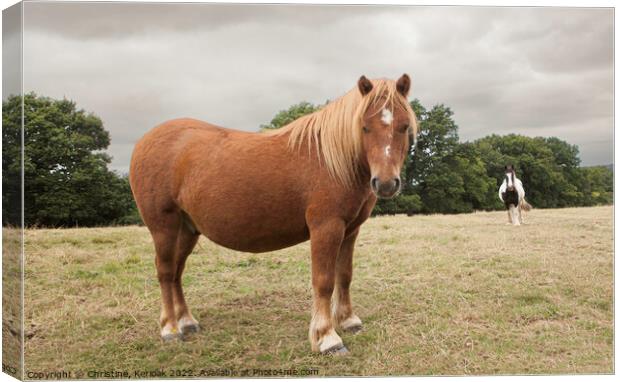 Chestnut pony Canvas Print by Christine Kerioak