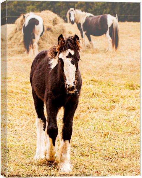 Black and White Foal Canvas Print by Christine Kerioak